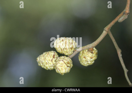 Grau-Erle-Alnus Incana (Betulaceae) Stockfoto