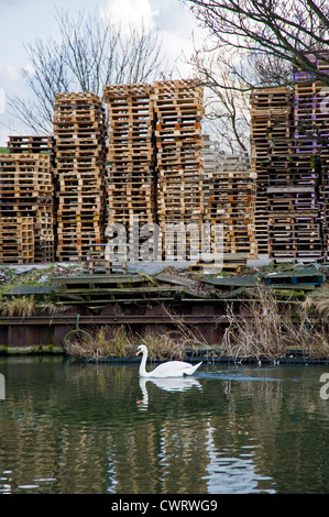 Fluss Lee in Tottenham Hale, mit einsamen Schwan und industrielle Kisten am Ufer Stockfoto