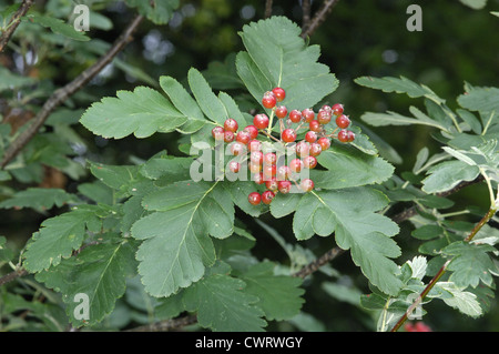 Schwedische-Speierling Sorbus Hybrida (Rosengewächse) Stockfoto