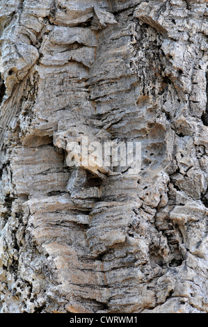 Korkeiche: Quercus Suber. Rinde. Stockfoto