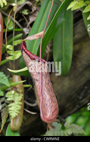 Kannenpflanze: Nepenthes Spectabilis x ventricosa Stockfoto