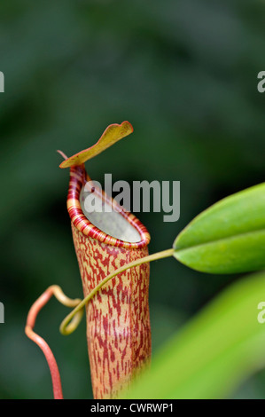 Kannenpflanze: Nepenthes Spectabilis x ventricosa Stockfoto