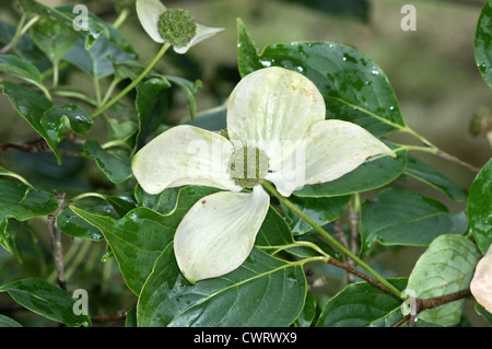 Erdbeer-Hartriegel Cornus Kousa (Cornales) Stockfoto