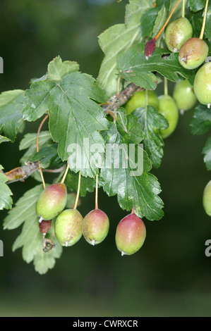 Weißdorn-leaved Krabbe Malus Florentina (Rosengewächse) Stockfoto