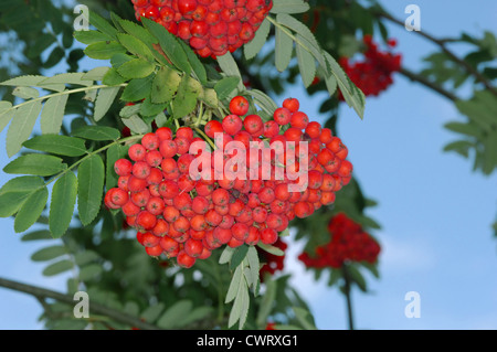 Rowan Sorbus Aucuparia Rosengewächse Stockfoto