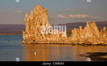 Golden leuchtet Tuffstein am Mono Lake in der östlichen Sierra Nevada in Kalifornien Stockfoto