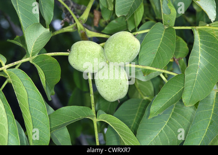 Gemeinsamen Walnuss Juglans Regia pterocarpa Stockfoto