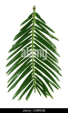 Chinesische Pflaume Eibe (chinesische Kuh-Tail Kiefer) Cephalotaxus Fortunei (Cephalotaxaceae) Stockfoto