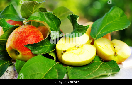 reifer roter Apfel auf Tisch und grünen Blättern Stockfoto