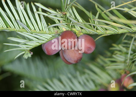 Chinesische Pflaume Eibe (chinesische Kuh-Tail Kiefer) Cephalotaxus Fortunei (Cephalotaxaceae) Stockfoto