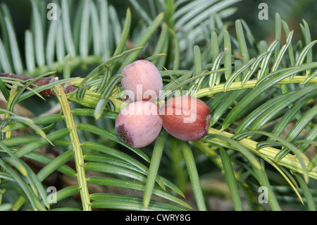 Plum Eibe (japanische Kuh-Tail Kiefer) Cephalotaxus Harringtonia (Cephalotaxaceae) Stockfoto