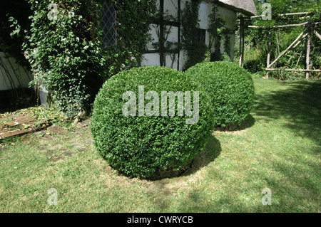 Buxus Sempervirens Buxaceae Box Stockfoto