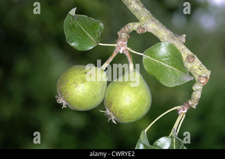 Wilde Birne Pyrus Pyraster Rosengewächse Stockfoto