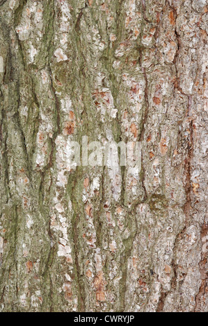 Aleppo-Kiefer-Pinus Halepensis (Tannenbäumen) Stockfoto