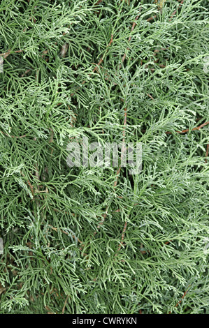 Westlichen Himalaya (Bhutan) Zypresse Cupressus Torulosa (Cupressaceae) Stockfoto