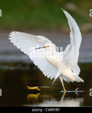 Snowy Egret tanzen Stockfoto