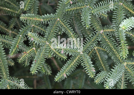 Spanisch (Igel) Tanne Abies Pinsapo (Tannenbäumen) Stockfoto