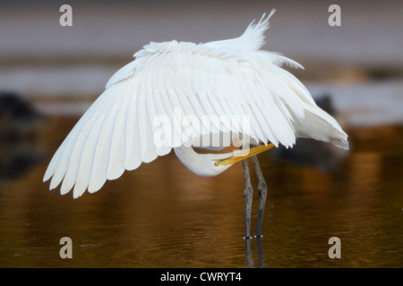 Silberreiher, putzen Stockfoto