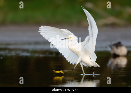 Snowy Egret tanzen Stockfoto