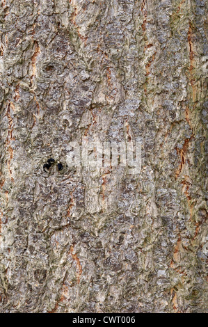 Douglasie Pseudotsuga Menziesii Tannenbäumen Stockfoto