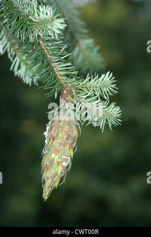 Douglasie Pseudotsuga Menziesii Tannenbäumen Stockfoto