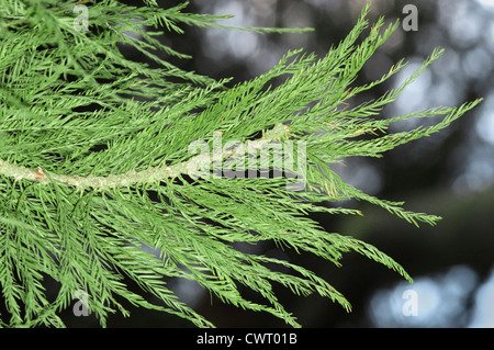 Teich-Zypresse Taxodium Ascendens (Taxodiaceae) Stockfoto