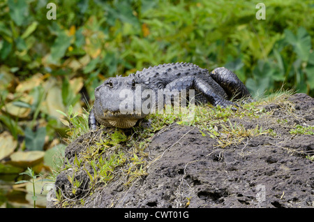 Amerikanischer Alligator (Alligator Mississippiensis) stalking Stockfoto