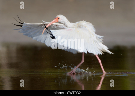 American White Ibis durch flaches Wasser plantschen Stockfoto