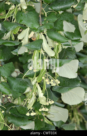 Hängiger Silber-Linde Tilia "Kletter" Stockfoto