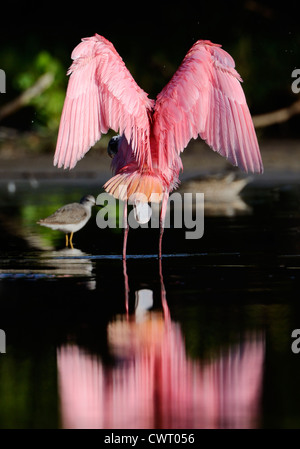 Rosige Löffler erstreckt sich seine Flügel Stockfoto