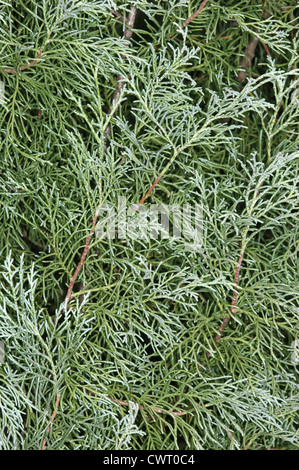 Westlichen Himalaya (Bhutan) Zypresse Cupressus Torulosa (Cupressaceae) Stockfoto