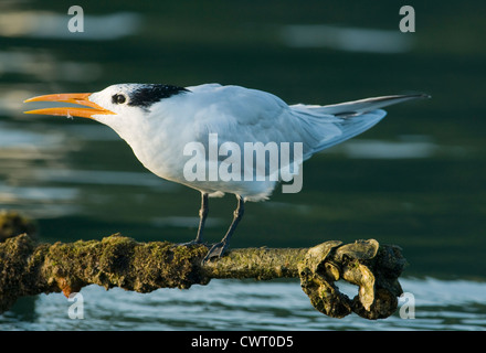 Königliche Seeschwalbe (Sterna Maxima) am Schlafplatz verlassen Dock, Haitises Nationalpark, Dominikanische Republik Stockfoto