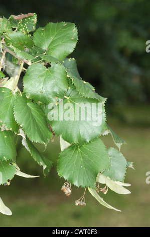 Silber-Linde Tilia Tomentosa (Tiliaceae) Stockfoto