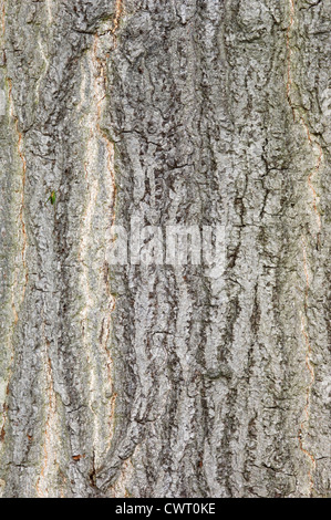 Roteiche Quercus Rubra (Fagaceae) Stockfoto