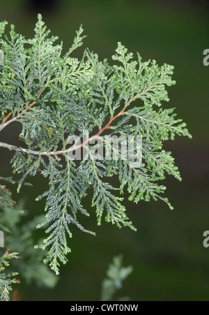 Chilenische Weihrauch-Zeder Austrocedrus chilensis Stockfoto