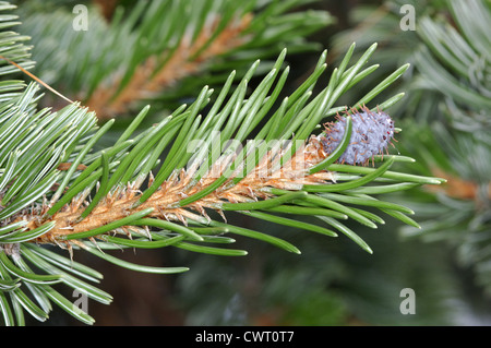 Rocky Mountain Bristlecone Kiefer Pinus Aristata (Tannenbäumen) Stockfoto