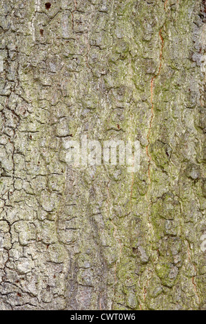 Wasser-Eiche Quercus Nigra (Fagaceae) Stockfoto