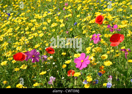 Wildblumen in Priory Park, Reigate, Surrey, England, Vereinigtes Königreich Stockfoto