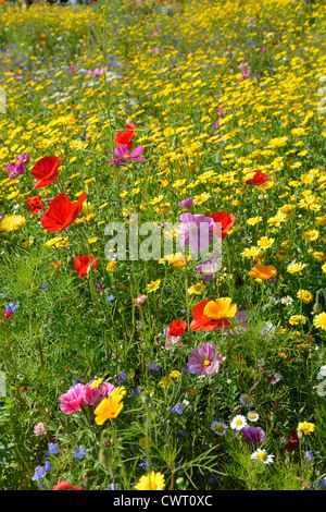 Wildblumen in Priory Park, Reigate, Surrey, England, Vereinigtes Königreich Stockfoto