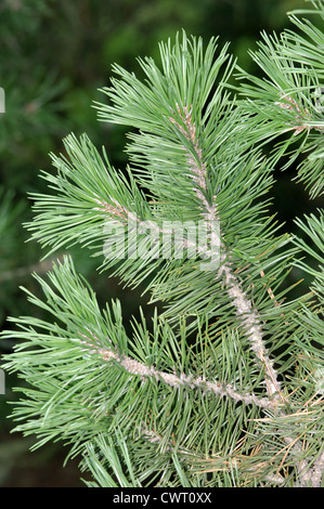 Mountain Pine Pinus Mugo (Tannenbäumen) Stockfoto