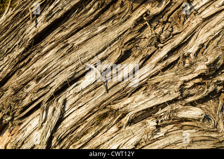 Nahaufnahme von einem Baumstamm - Textur Stockfoto
