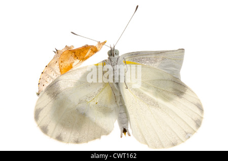 Insekt kleiner weißer Schmetterling Entstehung mit Cocoon isoliert Stockfoto