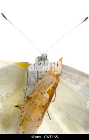 Insekt kleiner weißer Schmetterling Entstehung mit Cocoon isoliert Stockfoto