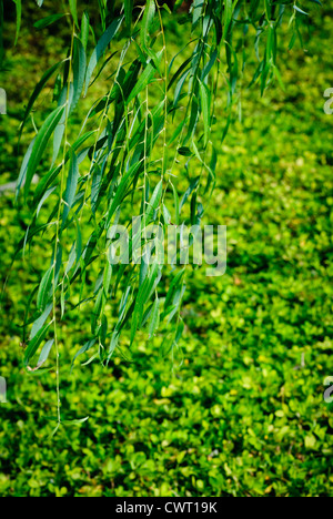 Weidenblatt grün Stockfoto