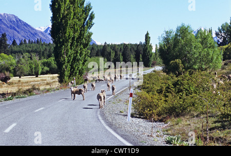 Schafe auf der Straße, Lake Tekapo, Südinsel, Neuseeland Stockfoto