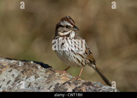 Singammer Stockfoto