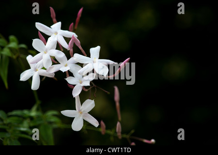 Jasminum polyanthum. Vielen blühenden Jasmin. White Jasmin Stockfoto