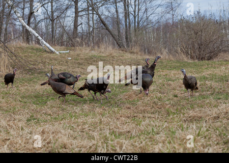 Osttürkei wild Stockfoto