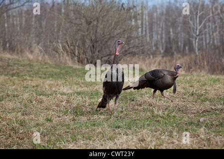 Osttürkei wild Stockfoto