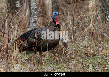 Osttürkei wild Stockfoto